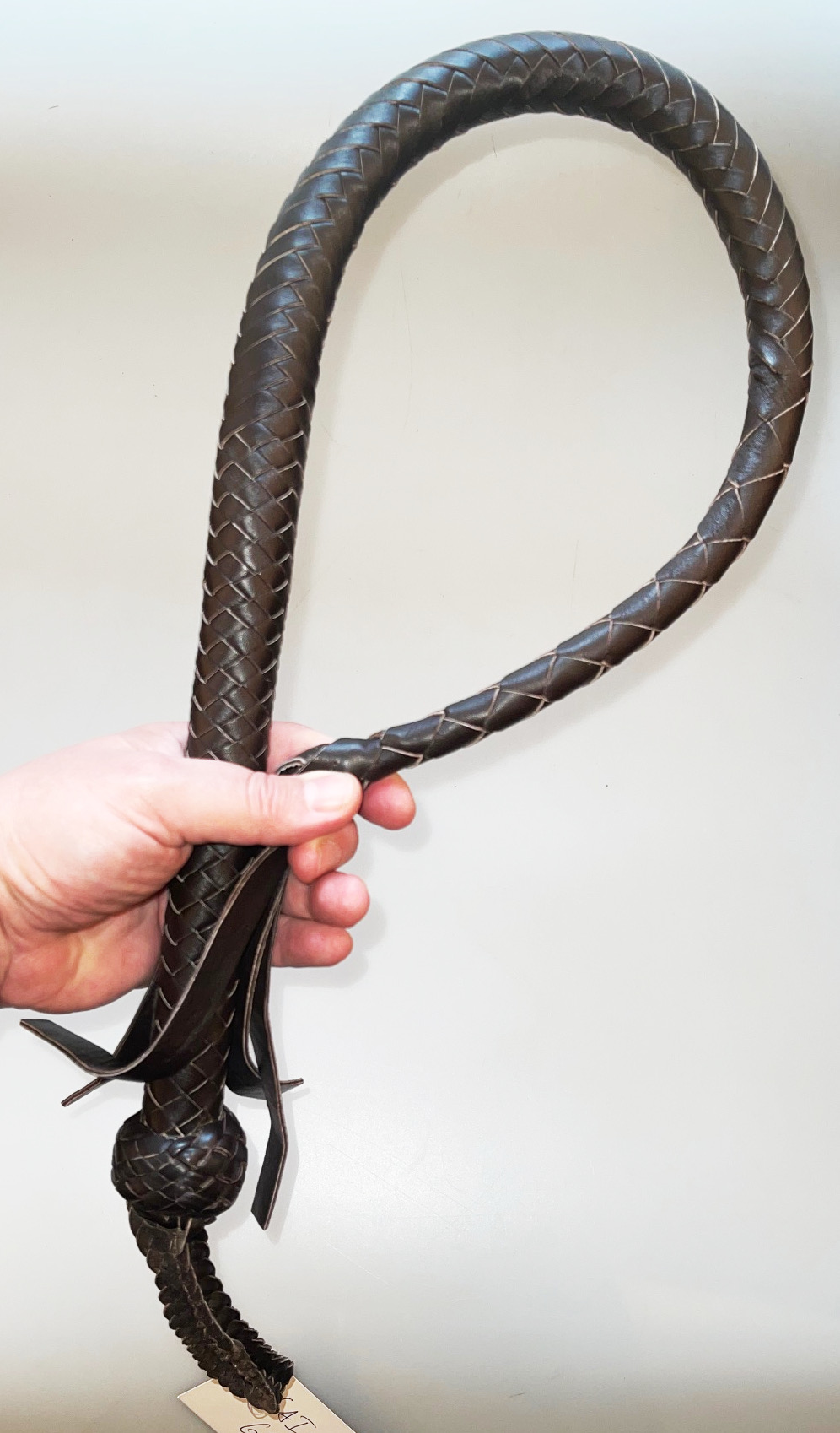 Kanadische Shortpeitsche kurze Singletail - Brown